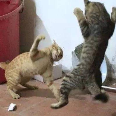 猫打架视频,一场激烈的对决瞬间回顾